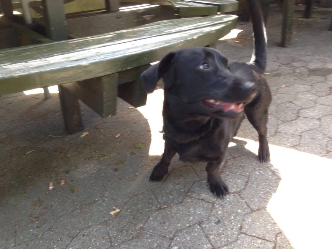 Blanding af racer Balou billede 6