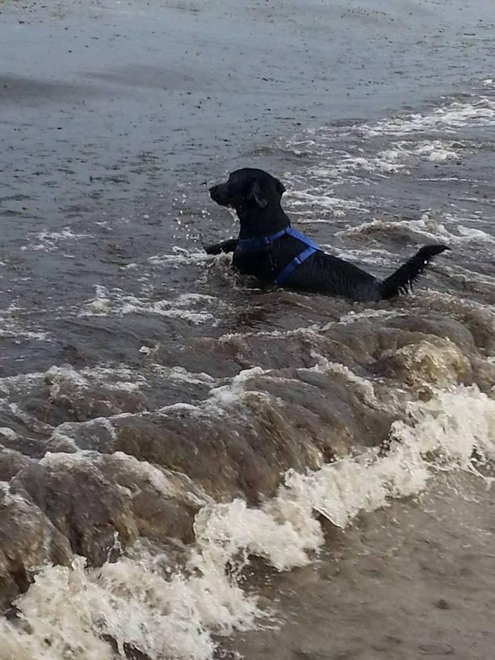 Blanding af racer Balou billede 7