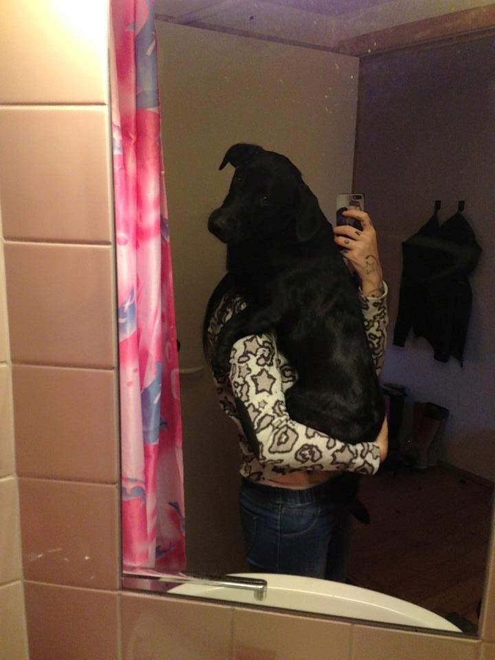 Blanding af racer Balou billede 8