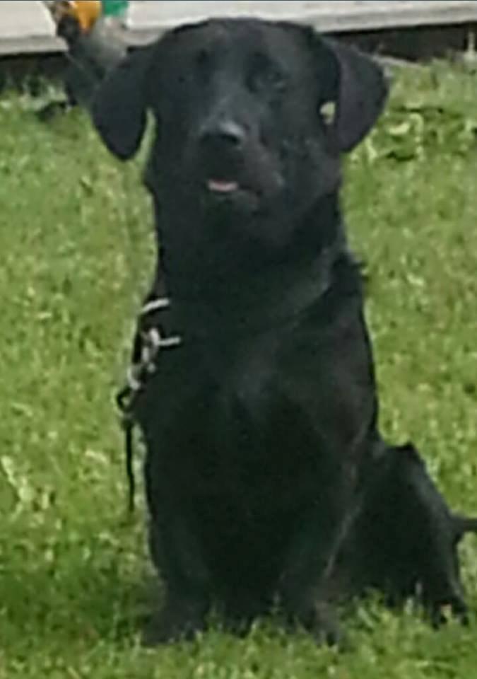 Blanding af racer Balou billede 9