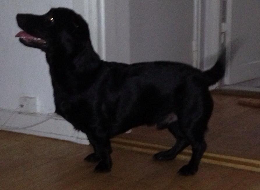 Blanding af racer Balou billede 10