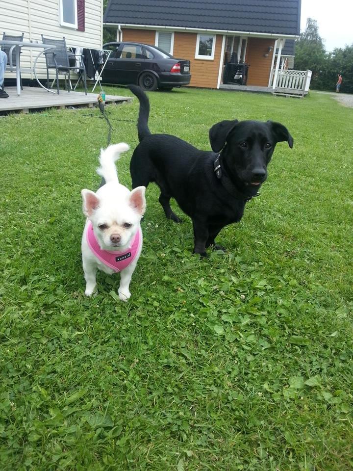 Blanding af racer Balou billede 11