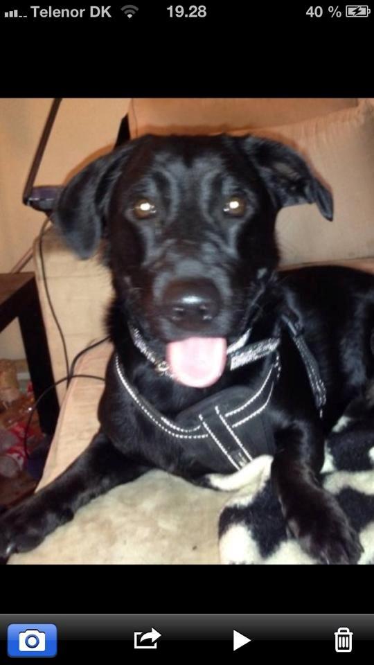 Blanding af racer Balou billede 12