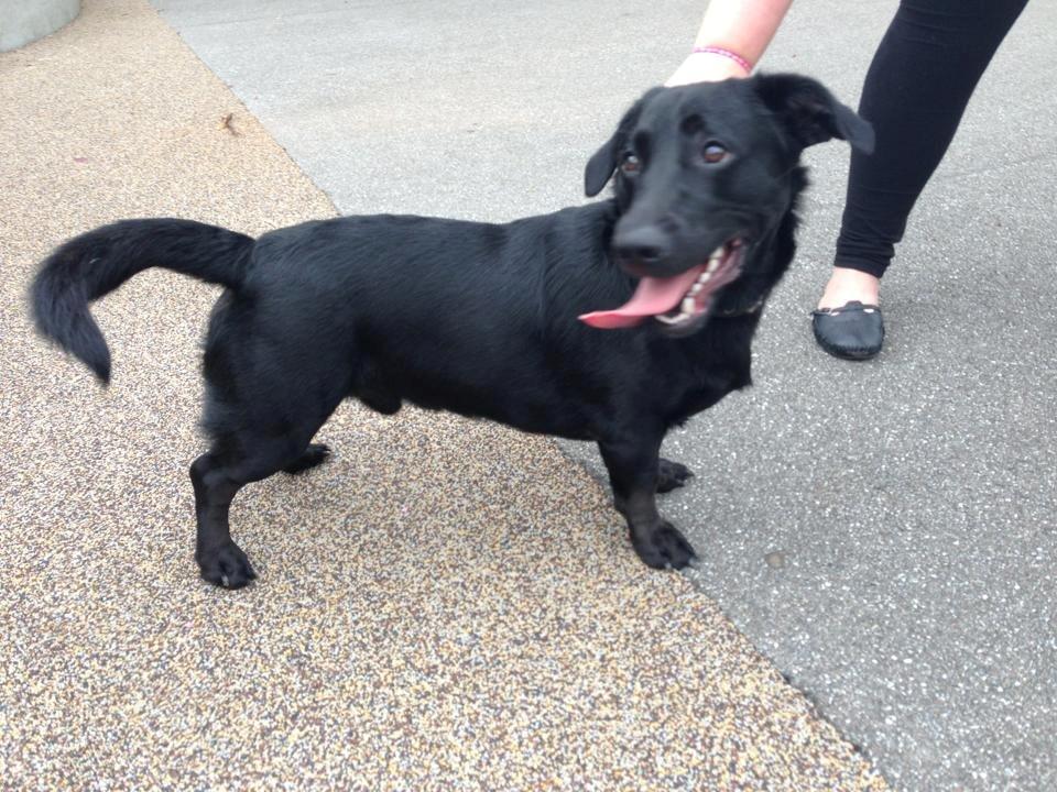 Blanding af racer Balou billede 13