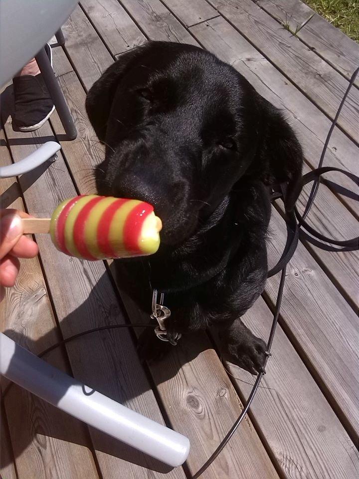 Blanding af racer Balou billede 14