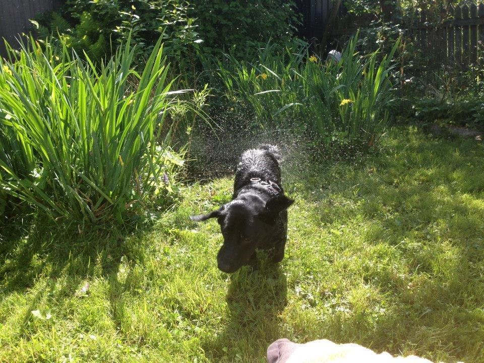 Blanding af racer Balou billede 15