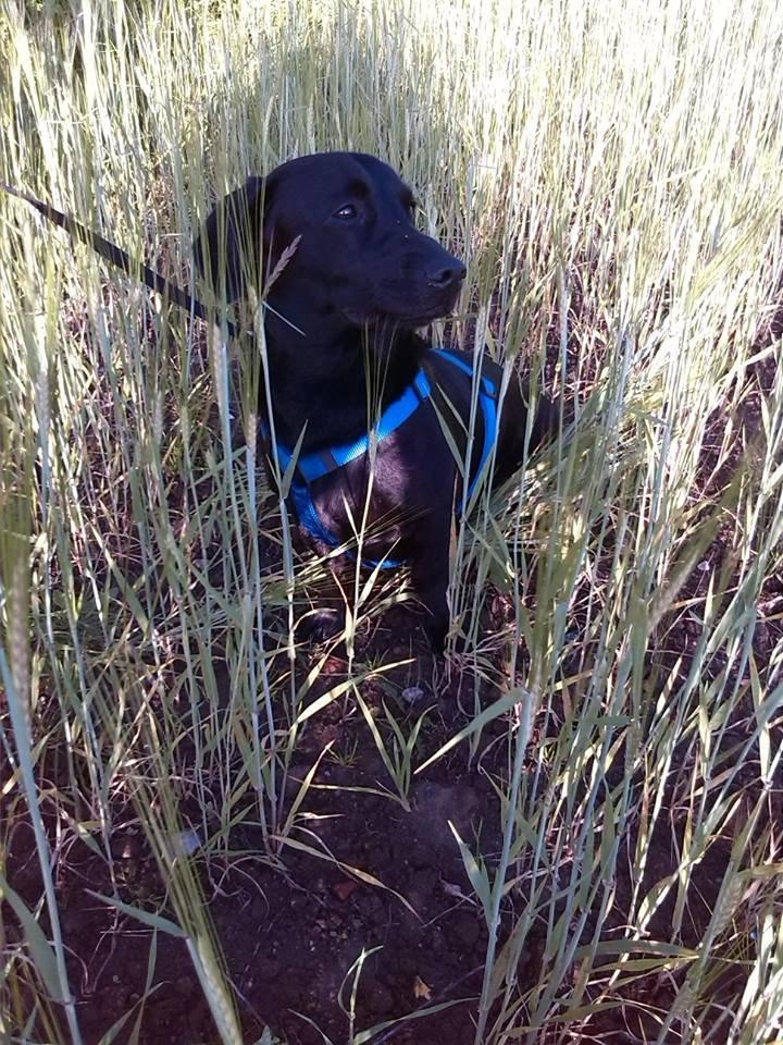 Blanding af racer Balou billede 16