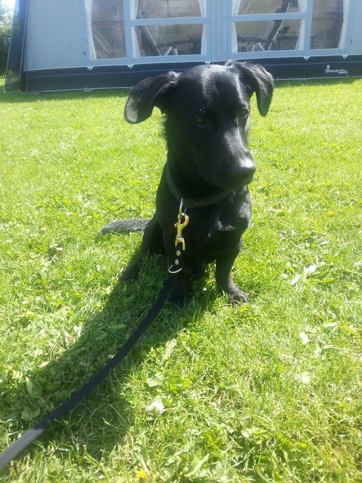 Blanding af racer Balou billede 17