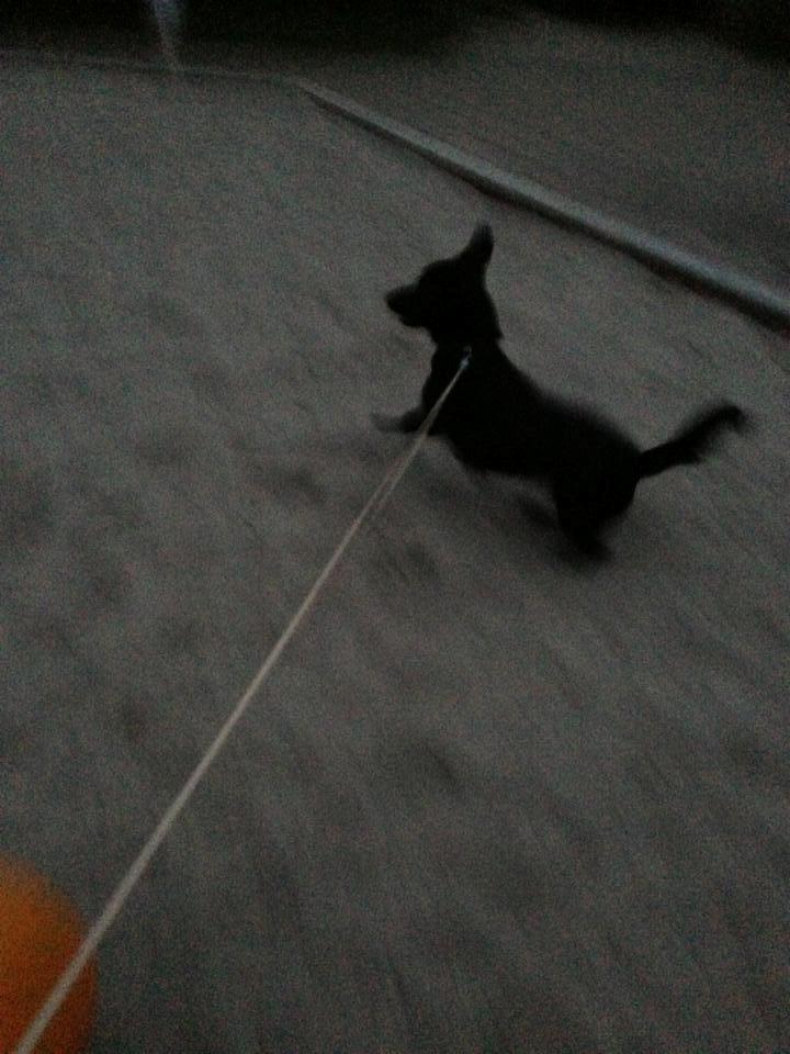 Blanding af racer Balou billede 18