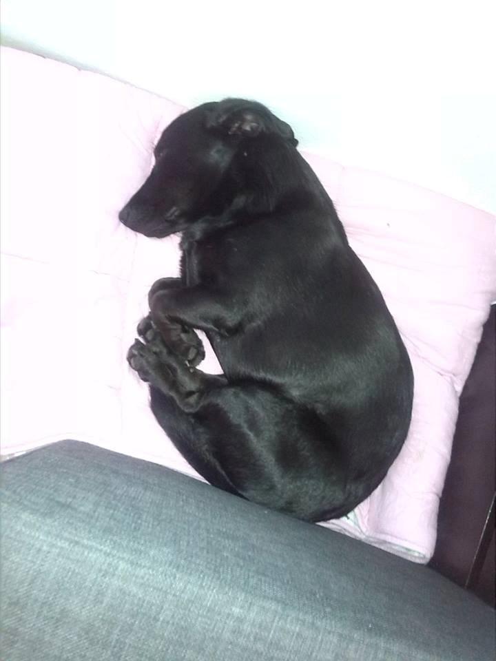 Blanding af racer Balou billede 20