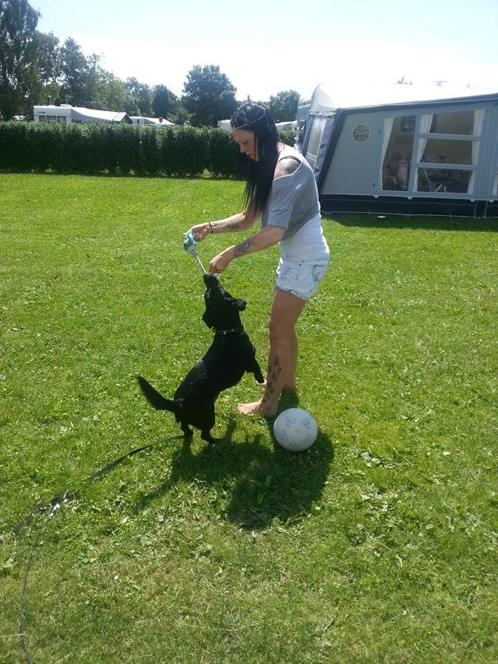 Blanding af racer Balou billede 2