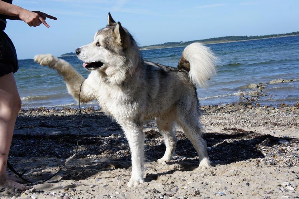Alaskan malamute Ricky - Spanske skridt/Walk. Han kan gøre det flydende 090713 billede 21