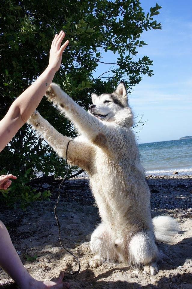 Alaskan malamute Ricky -  Taget af C S Foto En lidt akavet high 5 der absolut skulle være med begge poter, bedst når han er våd og fuld af sand. Tak min skat! 090713 billede 23