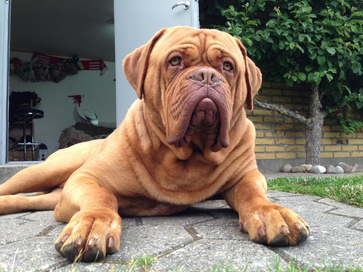 Dogue de bordeaux Siem Argos the guardian  ( Argo ) billede 14