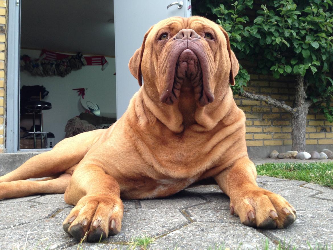 Dogue de bordeaux Siem Argos the guardian  ( Argo ) billede 15