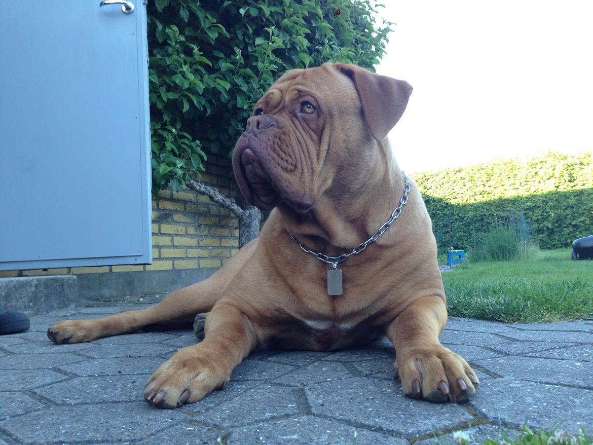 Dogue de bordeaux Siem Argos the guardian  ( Argo ) billede 16