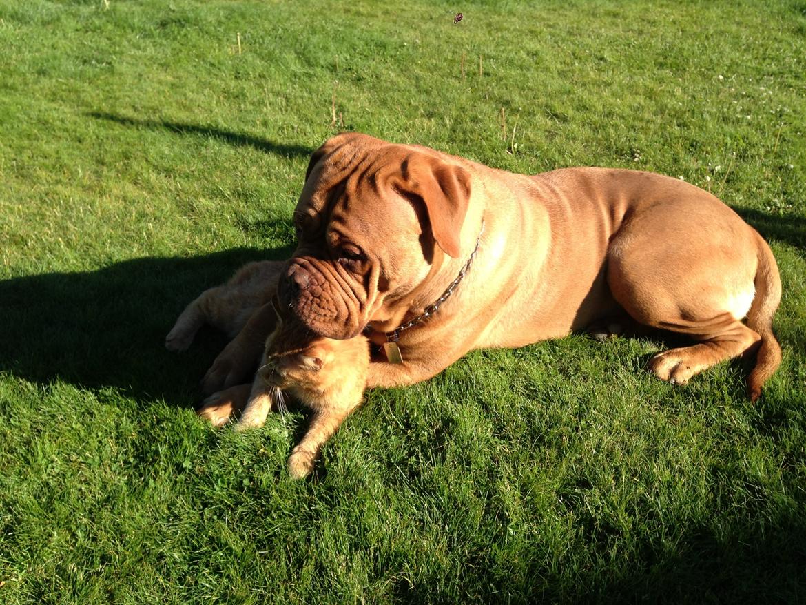 Dogue de bordeaux Siem Argos the guardian  ( Argo ) billede 17