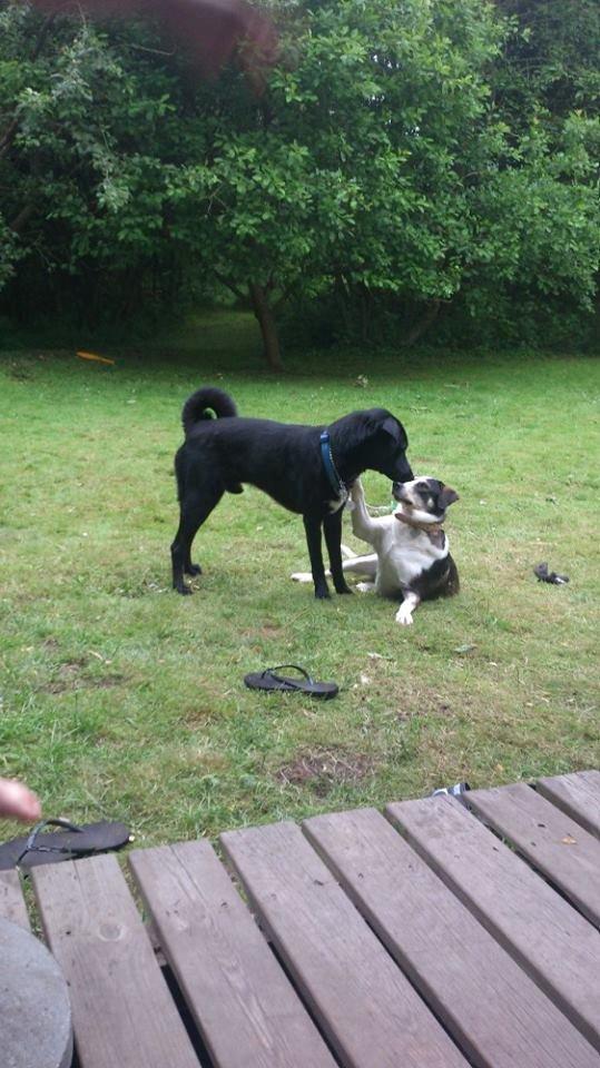 Blanding af racer Kvik  - Her leget jeg med en af mine bedste venner. Trunte :-) billede 6