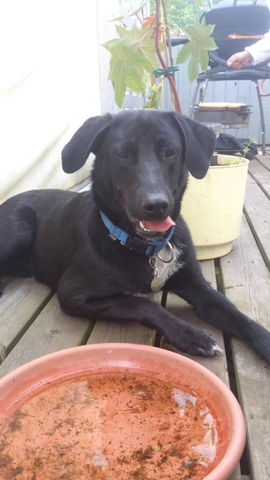 Blanding af racer Kvik  billede 1