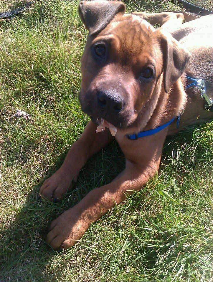 Blanding af racer ( bob ) marley - Marley min lille charmetrold billede 8