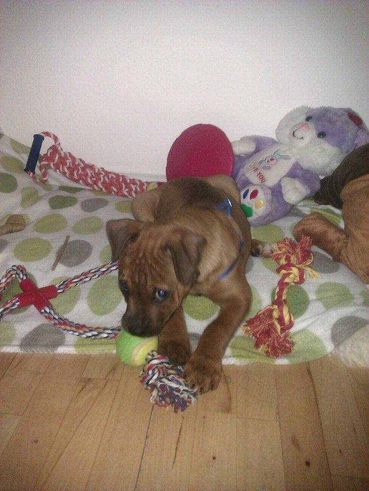 Blanding af racer ( bob ) marley - Marley 11 uger uuh så mange nye ting :) billede 14