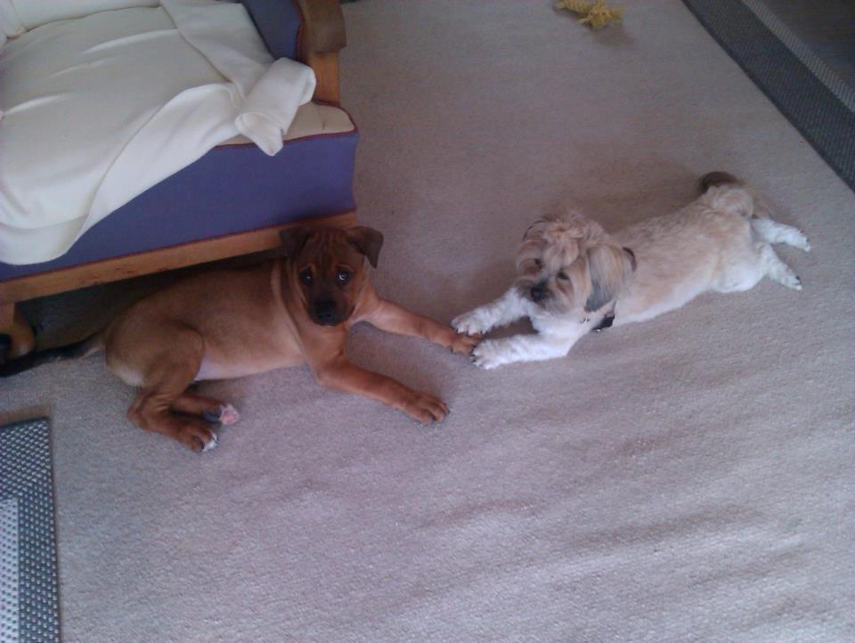 Blanding af racer ( bob ) marley - Marley hygger med tinka  billede 15