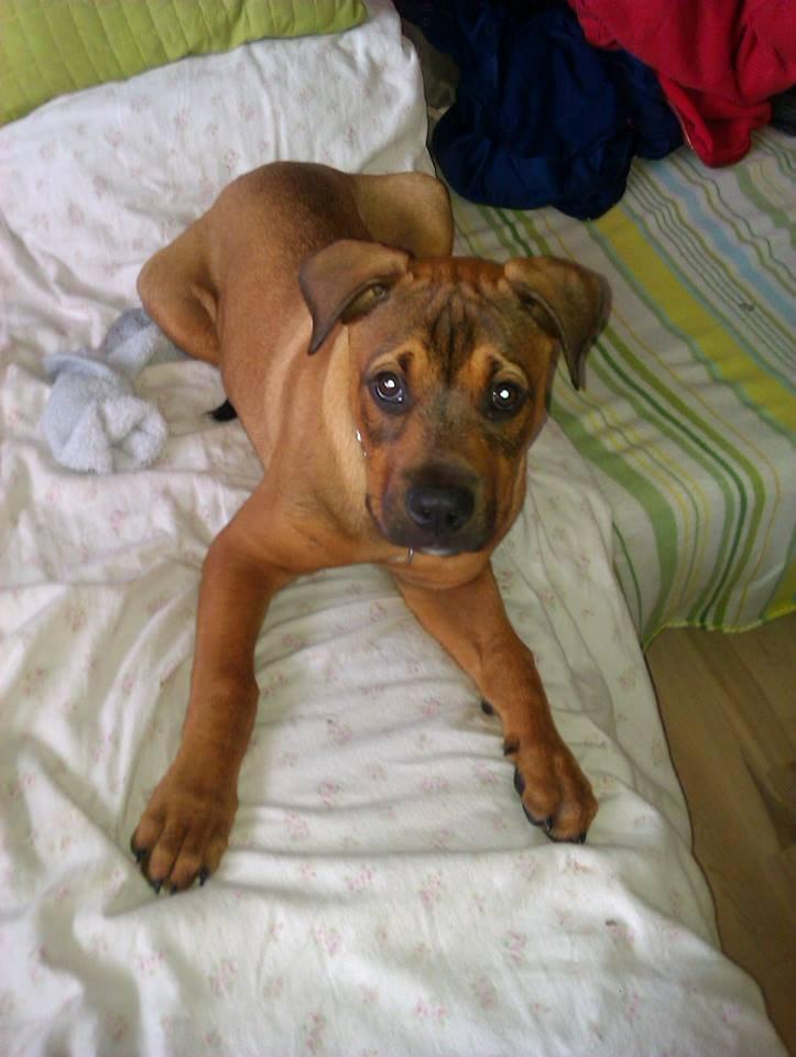 Blanding af racer ( bob ) marley - Marley .. charmetrolden billede 16