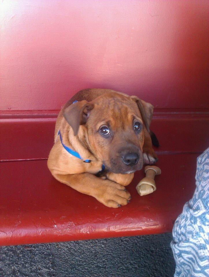 Blanding af racer ( bob ) marley - Marley 10 uger 
1 dag jeg hentede ham uuh ha der sker så mange ting  billede 9