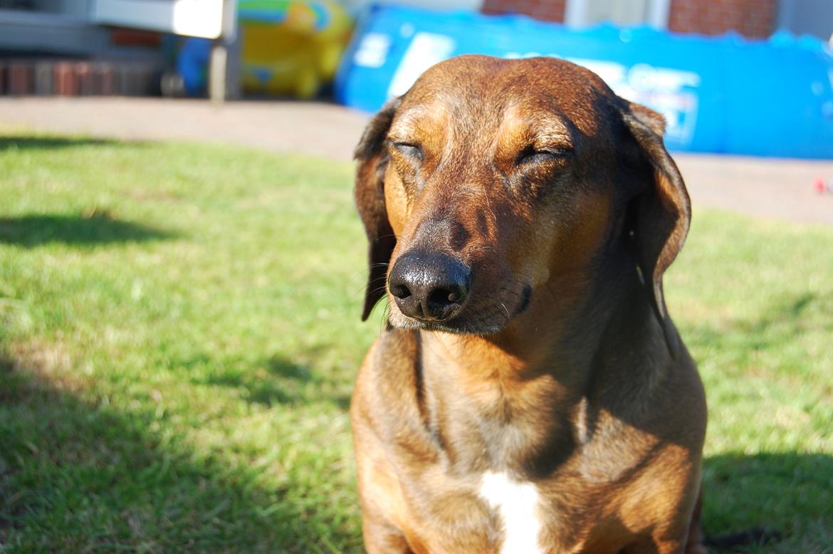 Gravhund Buster billede 7