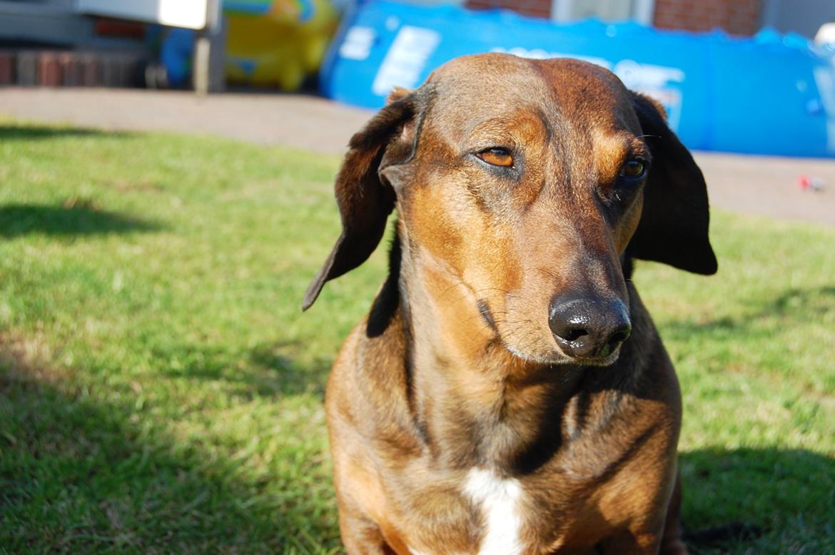 Gravhund Buster billede 10