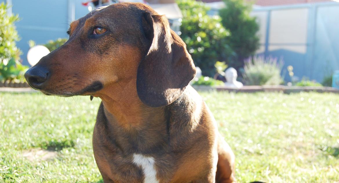 Gravhund Buster billede 5