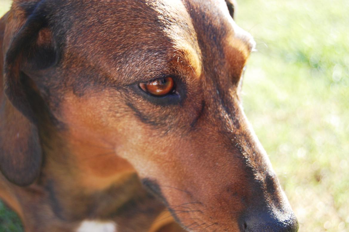 Gravhund Buster billede 11