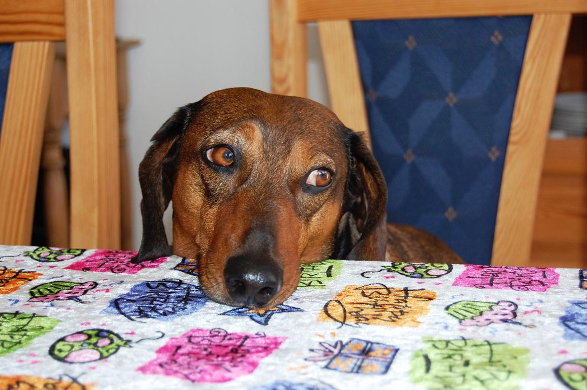 Gravhund Buster billede 12