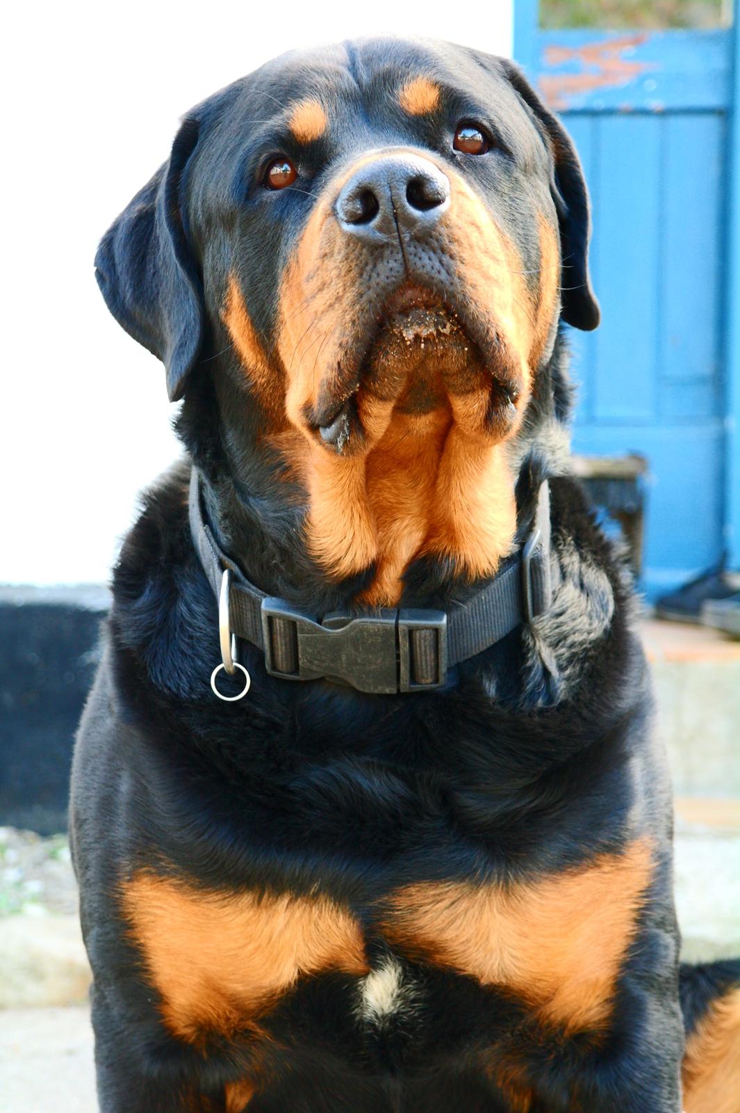 Rottweiler Fafner<3 |Faffe'laffe|<3 billede 2