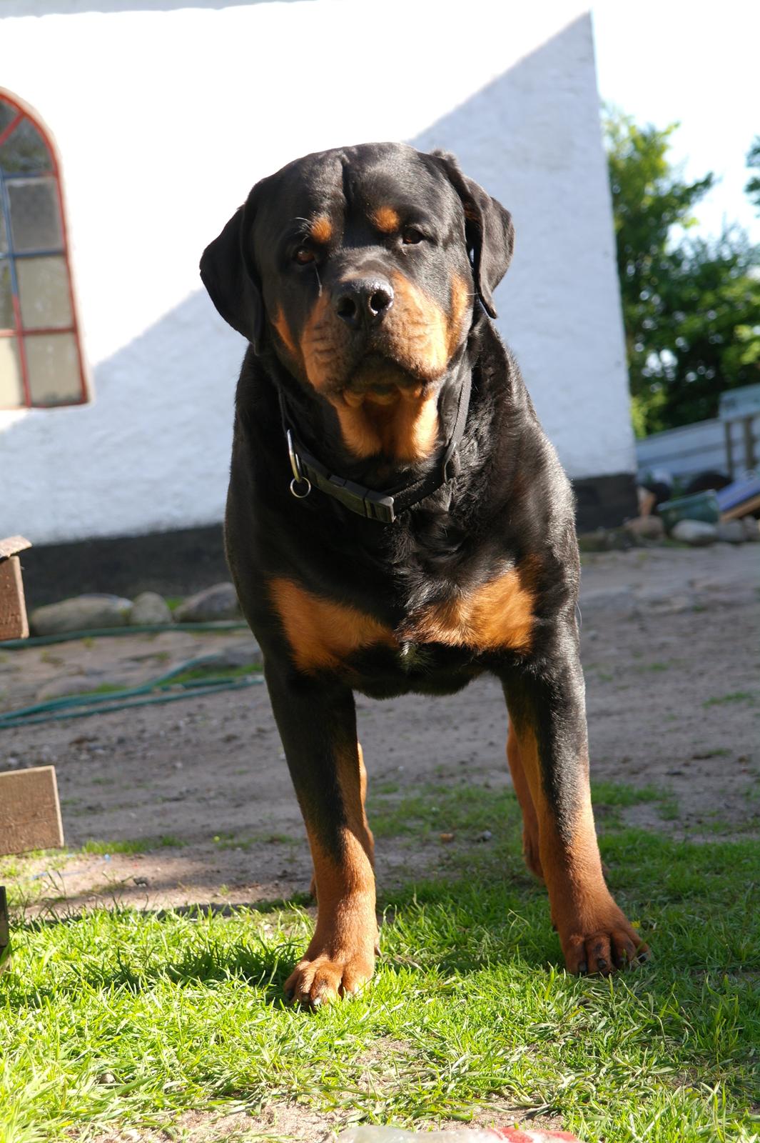 Rottweiler Fafner<3 |Faffe'laffe|<3 billede 8