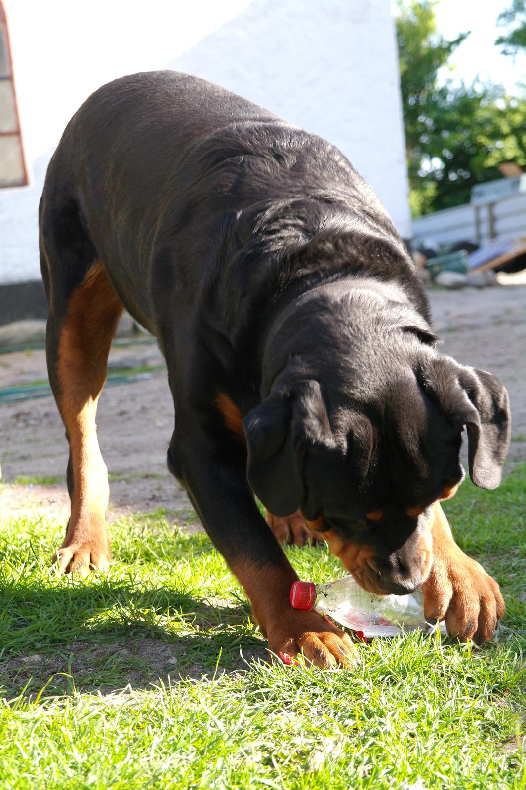 Rottweiler Fafner<3 |Faffe'laffe|<3 - Blaffer øre <3 billede 10