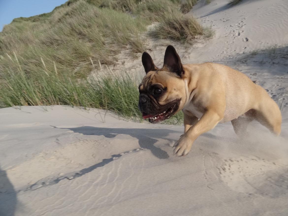 Fransk bulldog Bella - weeee ... billede 3