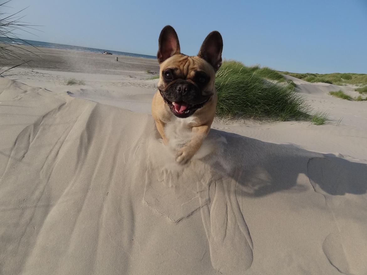 Fransk bulldog Bella - Det bedste ved stranden er ikke vandet men derimod klitterne! billede 2