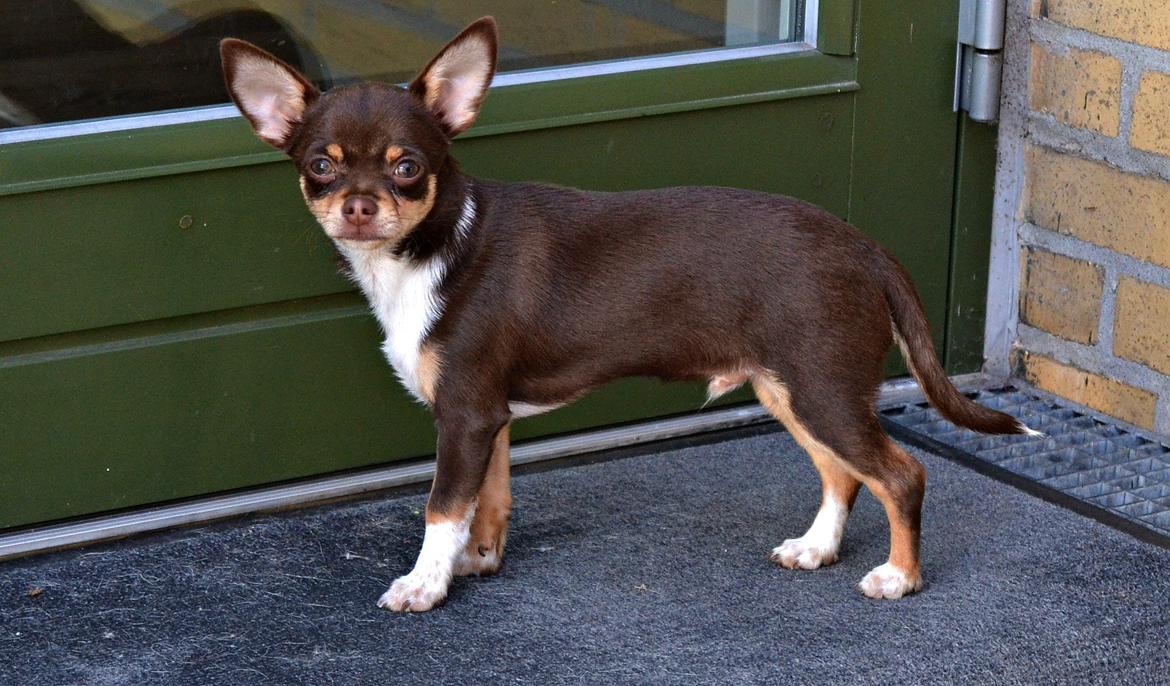 Chihuahua Mighty Draco billede 39