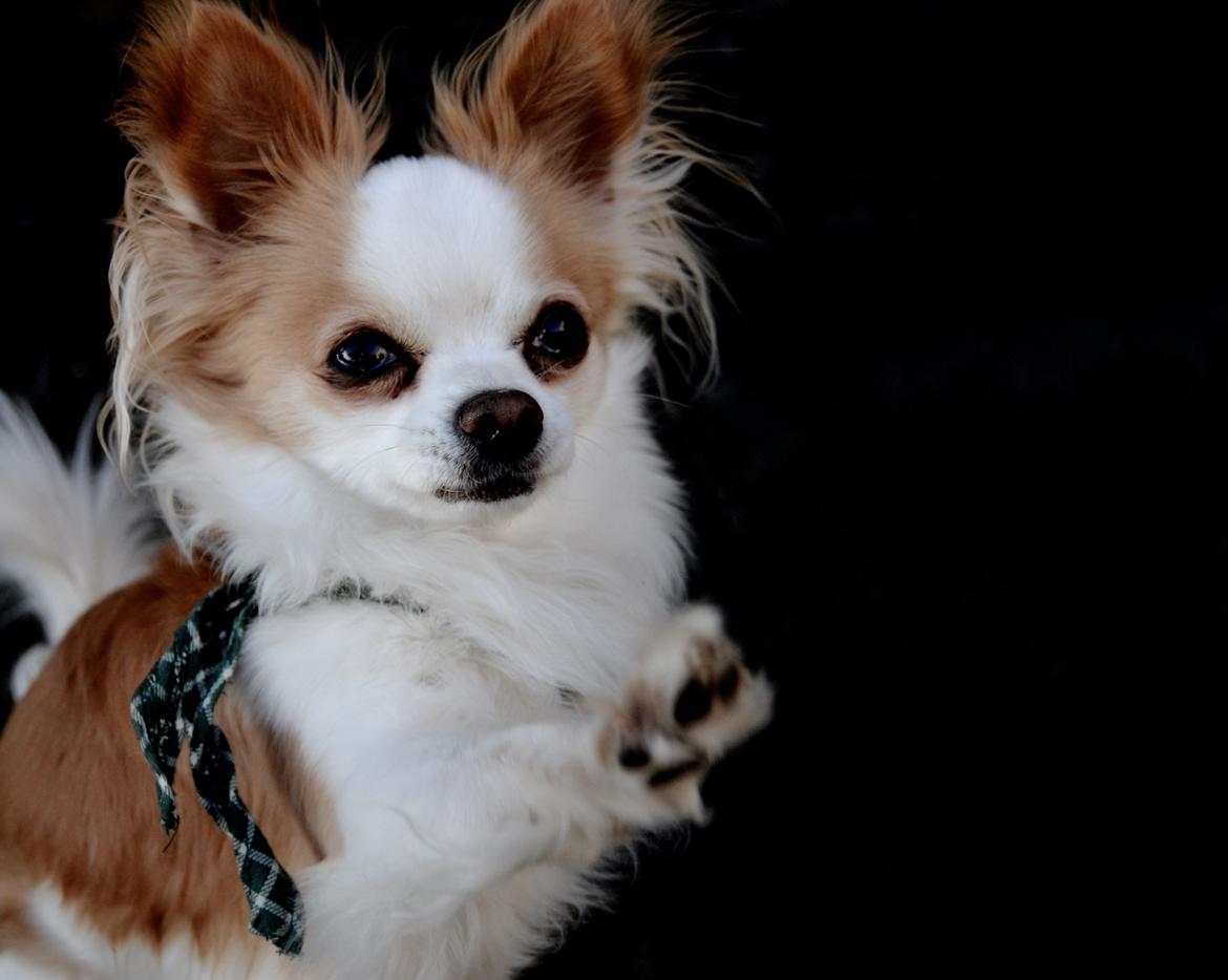 Chihuahua Viktor - Velkommen til Viktors profil. billede 9