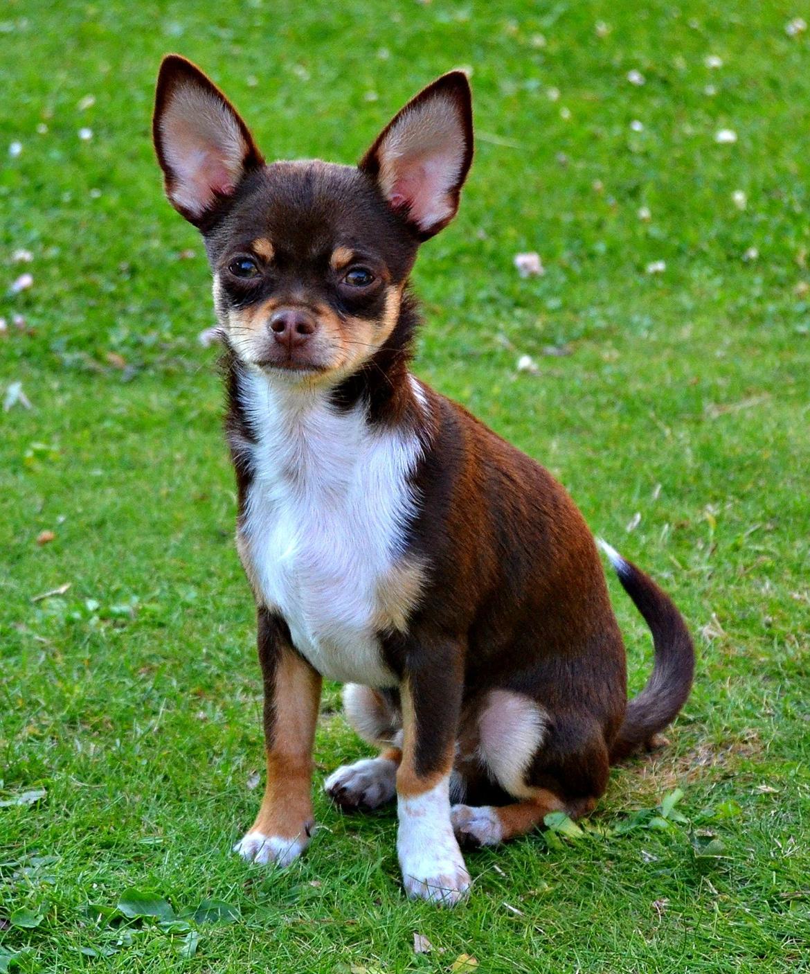 Chihuahua Mighty Draco billede 24