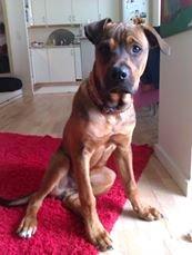 Blanding af racer ( bob ) marley - marley 5 mdr flottefyr billede 17