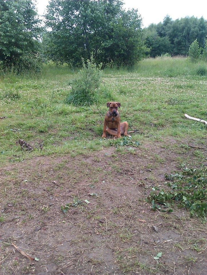 Blanding af racer ( bob ) marley - Marley nede i hundeparken billede 20
