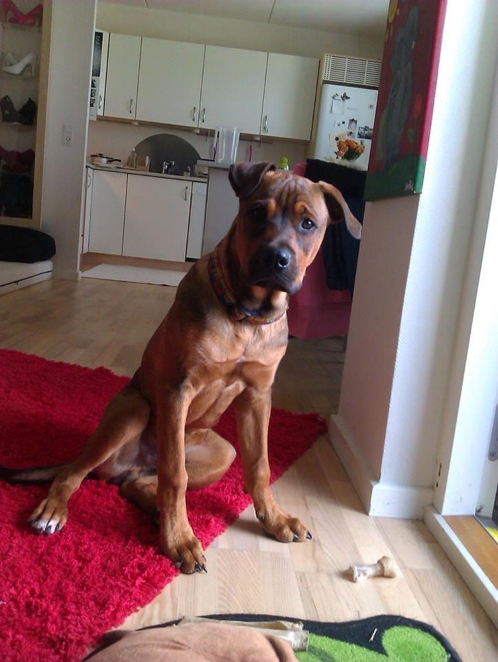 Blanding af racer ( bob ) marley - Marley 5mdr flottefyr billede 25