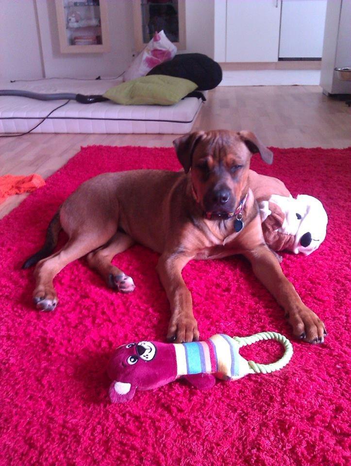 Blanding af racer ( bob ) marley - Marley 5mdr  billede 26