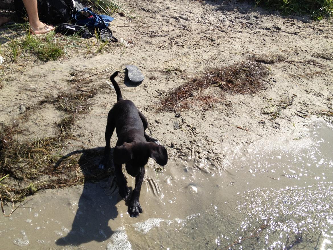 Blanding af racer Basse billede 12