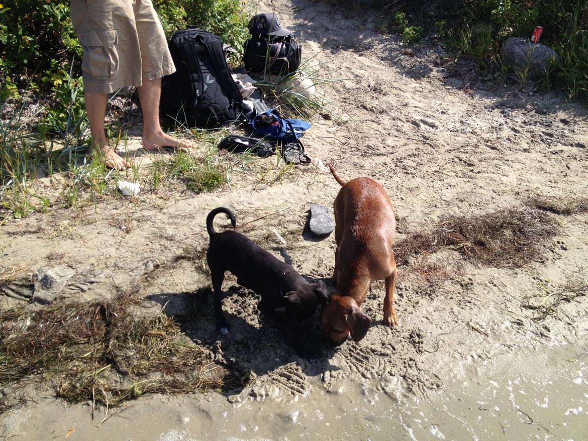 Blanding af racer Basse billede 13