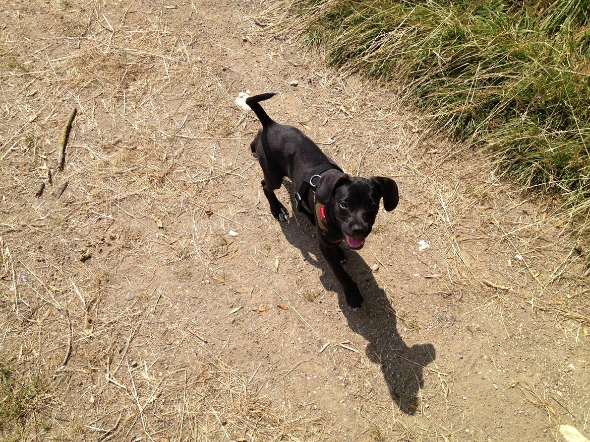 Blanding af racer Basse billede 14