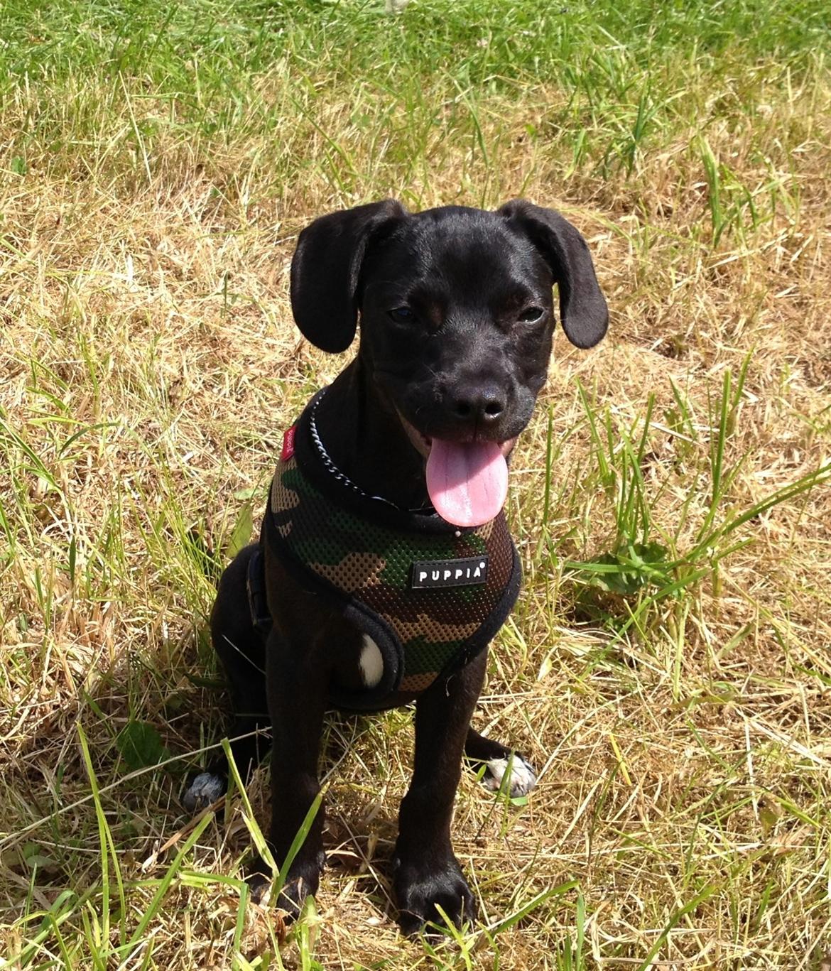 Blanding af racer Basse billede 1