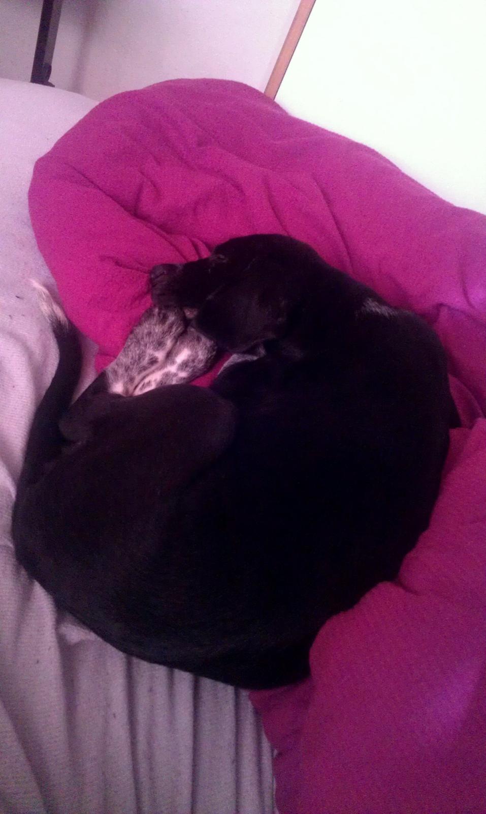 Blanding af racer Zita - Så lille var hun, da vi hentede hende ;) billede 2